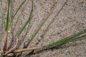 Attēlu rezultāti vaicājumam “Festuca polesica”