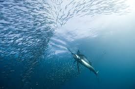 Image result for Istiophorus platypterus