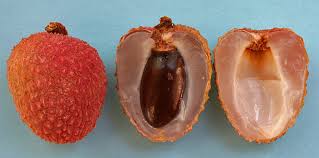 Image result for Litchi chinensis