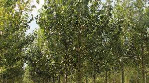 Attēlu rezultāti vaicājumam “Populus nigra”