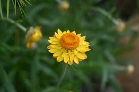 Attēlu rezultāti vaicājumam “Festuca altissima flower”