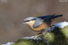 Attēlu rezultāti vaicājumam “Sitta europaea male”