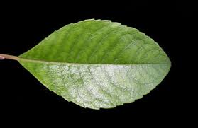 Attēlu rezultāti vaicājumam “Salix myrsinifolia”