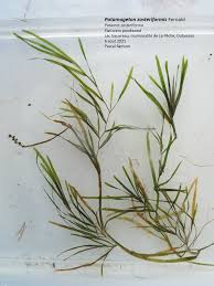 Attēlu rezultāti vaicājumam “Potamogeton compressus leaf”