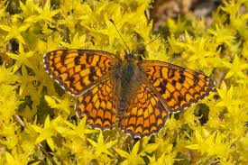 Attēlu rezultāti vaicājumam “Melitaea phoebe underside”