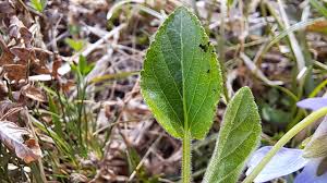 Attēlu rezultāti vaicājumam “Viola hirta leaf”