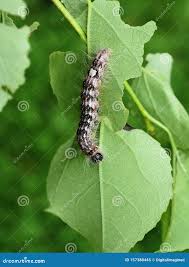 Attēlu rezultāti vaicājumam “Acronicta megacephala larva”