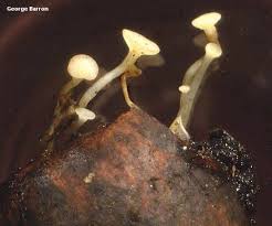 Attēlu rezultāti vaicājumam “Hymenoscyphus fructigenus var. coryli”