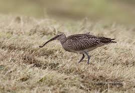 Attēlu rezultāti vaicājumam “Numenius phaeopus adult”