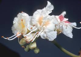 Attēlu rezultāti vaicājumam “Aesculus hippocastanum flower”