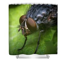 Attēlu rezultāti vaicājumam “Brachycera”