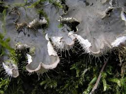 Attēlu rezultāti vaicājumam “Peltigera praetextata”