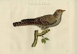 Attēlu rezultāti vaicājumam “Cuculus canorus adult”