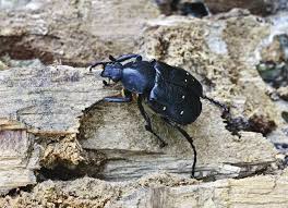 Attēlu rezultāti vaicājumam “Gnorimus variabilis”