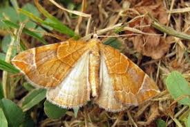 Attēlu rezultāti vaicājumam “Eulithis testata”