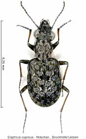 Attēlu rezultāti vaicājumam “Elaphrus cupreus”