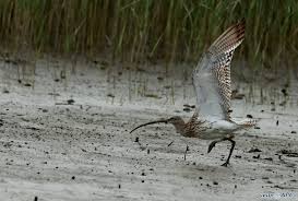 Attēlu rezultāti vaicājumam “Numenius arquata adult”