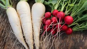 Image result for Rettich