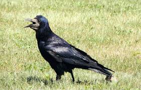 Attēlu rezultāti vaicājumam “Corvus frugilegus”