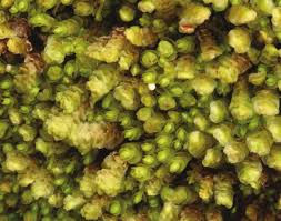 Attēlu rezultāti vaicājumam “Jungermannia sphaerocarpa”