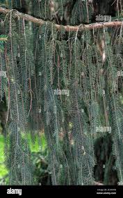 Attēlu rezultāti vaicājumam “Picea abies leaf”