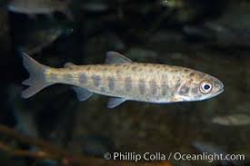 Image result for Salvelinus malma