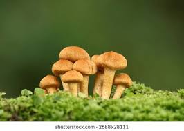 Attēlu rezultāti vaicājumam “Psathyrella lacrymabunda”