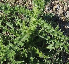 Attēlu rezultāti vaicājumam “Sonchus asper leaf”