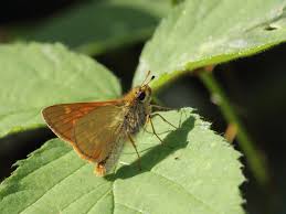 Attēlu rezultāti vaicājumam “Ochlodes sylvanus underside”
