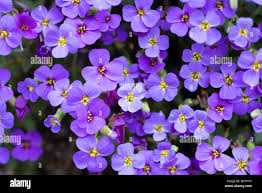 Attēlu rezultāti vaicājumam “Aubrieta deltoidea”