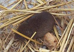 Attēlu rezultāti vaicājumam “Microtus agrestis”