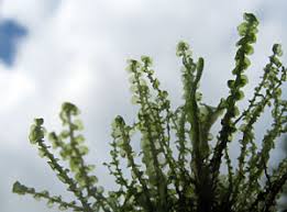 Attēlu rezultāti vaicājumam “Scapania irrigua”