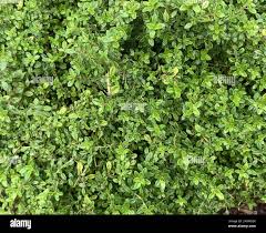 Attēlu rezultāti vaicājumam “Thymus pulegioides leaf”