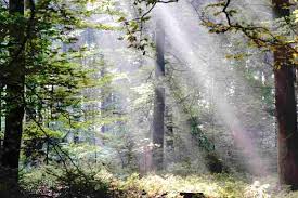 Attēlu rezultāti vaicājumam “Vuilleminia comedens”