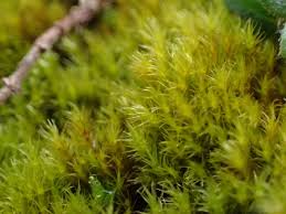 Attēlu rezultāti vaicājumam “Campylium protensum”