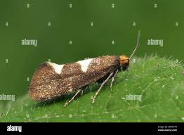 Attēlu rezultāti vaicājumam “Incurvaria praelatella”