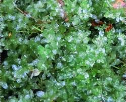 Attēlu rezultāti vaicājumam “Plagiomnium ellipticum”