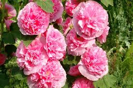 Image result for Stockrose