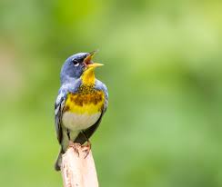 Image result for Parula americana