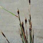 Attēlu rezultāti vaicājumam “Schoenus ferrugineus flower”
