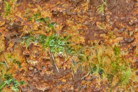 Attēlu rezultāti vaicājumam “Asterodon ferruginosus”