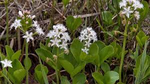 Attēlu rezultāti vaicājumam “Menyanthes trifoliata flower”