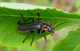 Attēlu rezultāti vaicājumam “Cantharis fusca”
