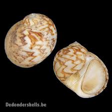 Attēlu rezultāti vaicājumam “Collaria sp.”