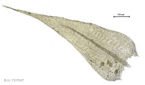 Attēlu rezultāti vaicājumam “Brachytheciastrum velutinum”