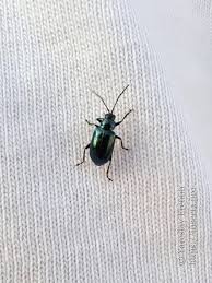 Attēlu rezultāti vaicājumam “Altica sp.”