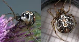 Attēlu rezultāti vaicājumam “Phylloneta sp.”