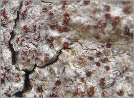 Attēlu rezultāti vaicājumam “Thelopsis rubella”