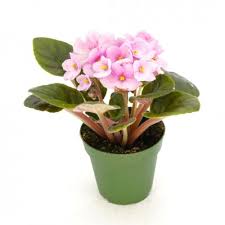 Image result for Saintpaulia ionantha Culitvar