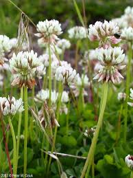 Attēlu rezultāti vaicājumam “Trifolium repens flower”